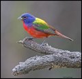 _3SB3365_1 painted bunting